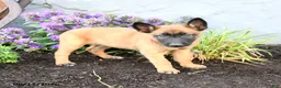Belgian Malinois dogs for sale: Greta - Ad 1