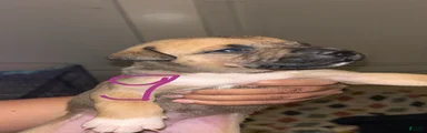 Mixed Breed Puppy 10