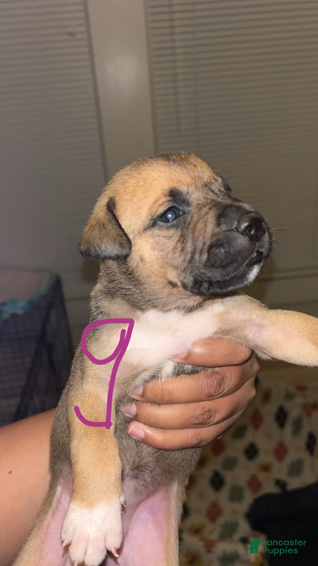 Mixed Breed dogs for sale: Mixed Breed Puppy 10 - Ad 1