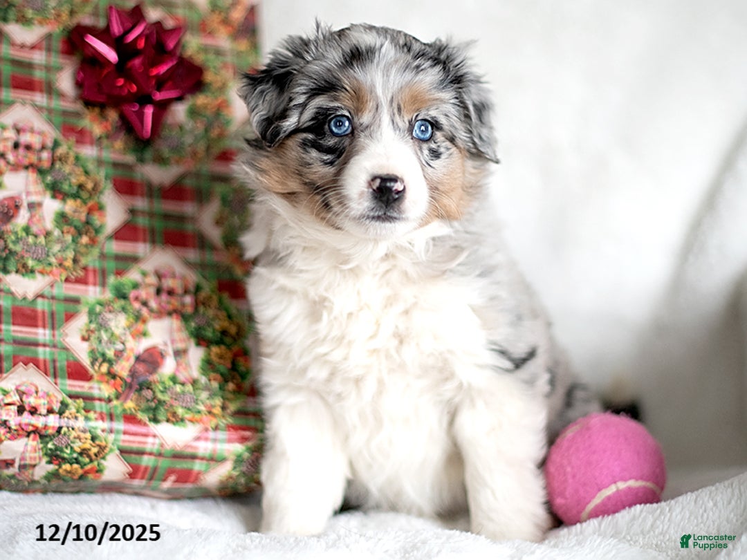 Mixed Breed dogs for sale: Eis - Ad 2