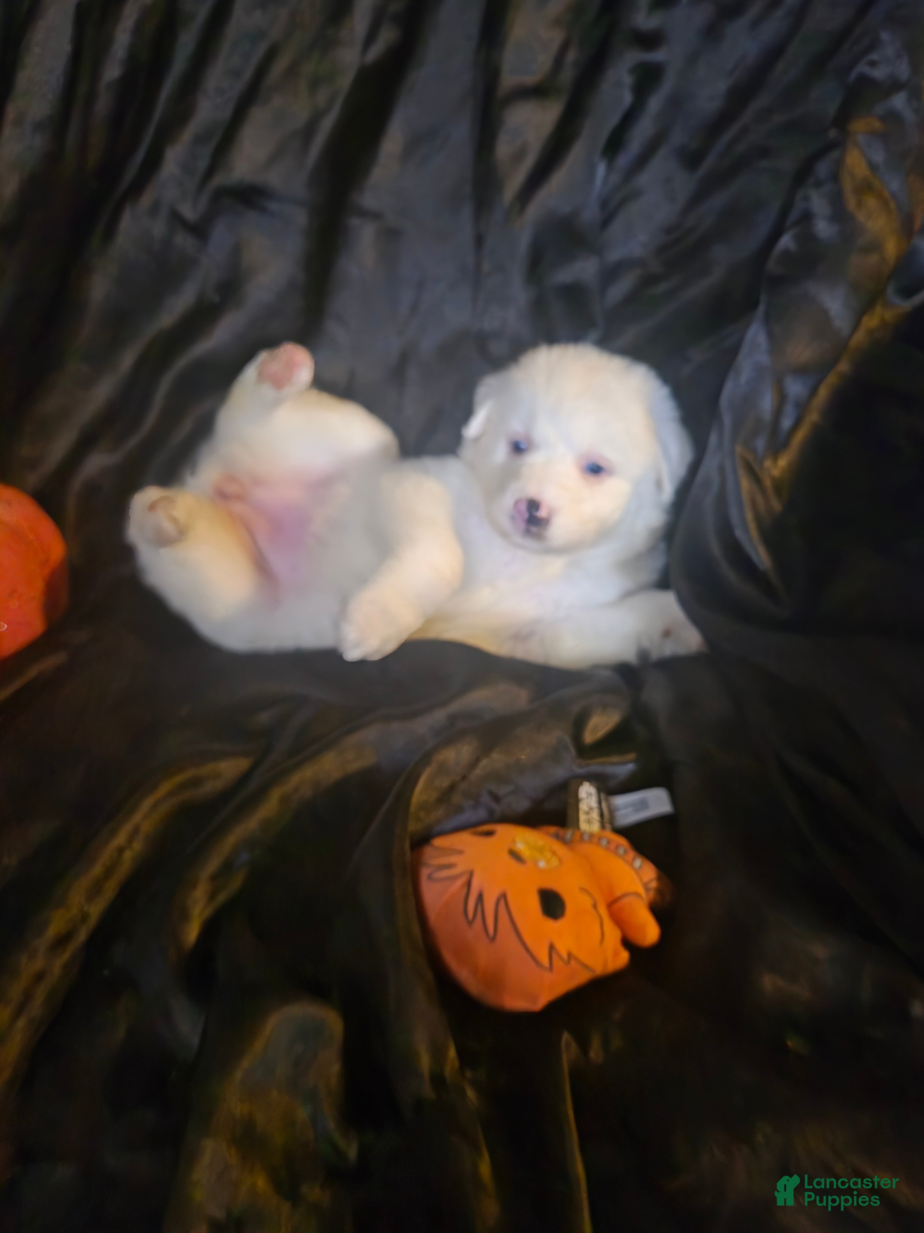 Australian Shepherd dogs Ghost girly - blue merle (blue eyed) - Ad 15