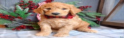 Goldendoodle dogs for sale: Parker  - Ad 11