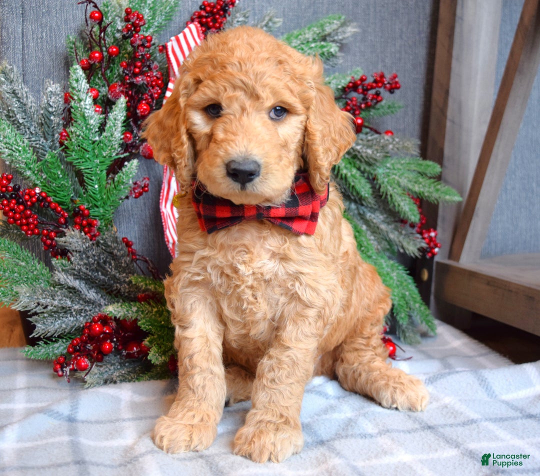 Goldendoodle dogs for sale: Parker  - Ad 11