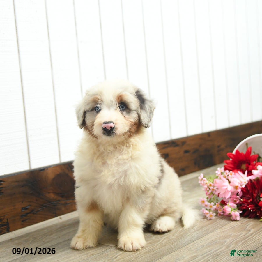 Aussiedoodle dogs Queen Bee - Ad 2