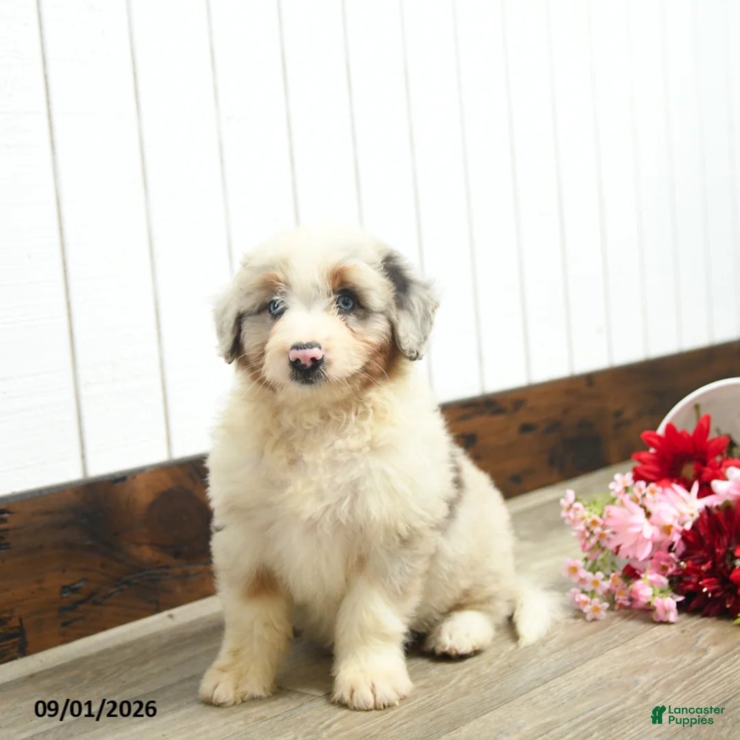 Aussiedoodle dogs for sale: Queen Bee - Ad 2