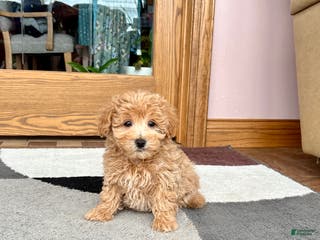 Maltipoo dogs Tigger - Ad 35