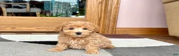 Maltipoo dogs for sale: Tigger  - Ad 1