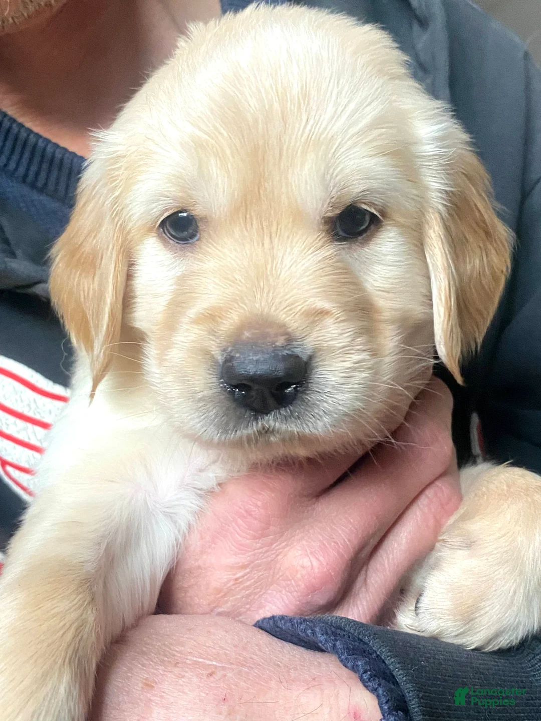 Golden Retriever dogs for sale: Golden Retriever Puppy 5 - Ad 1