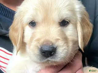 Golden Retriever dogs Golden Retriever Puppy 5 - Ad 6