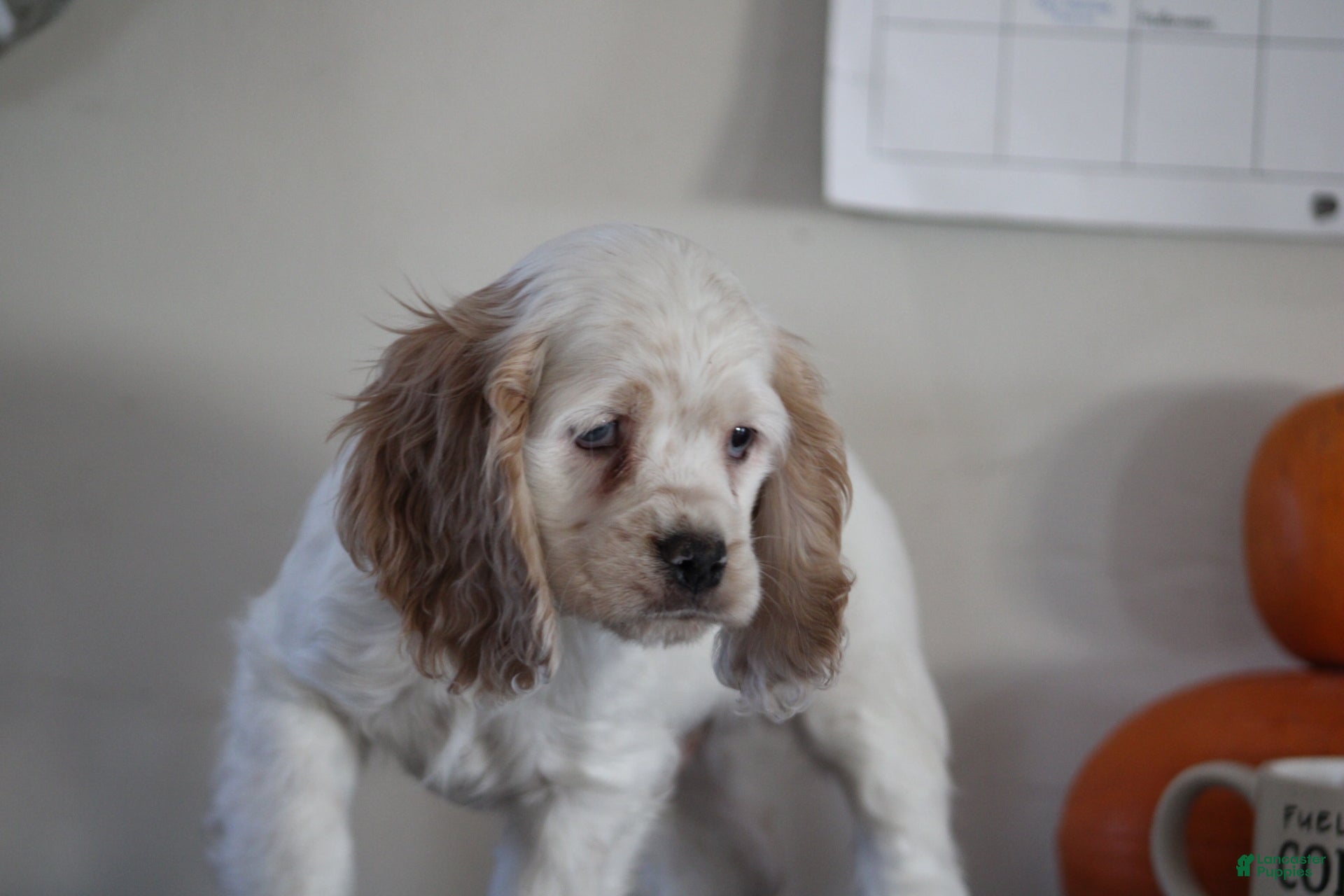 English Cocker Spaniel dogs Mac - Ad 18