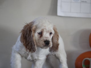 English Cocker Spaniel dogs - Ad 40