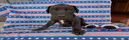 Great Dane dogs for sale: Pam Great Dane  - Ad 3