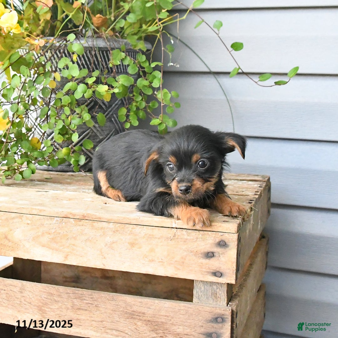Yorkshire Terrier dogs for sale: Holly - Ad 2