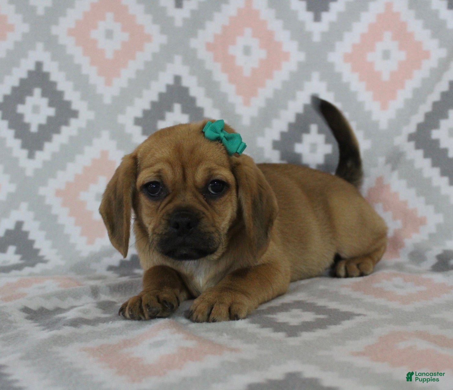 Puggle dogs Peanut - Ad 2