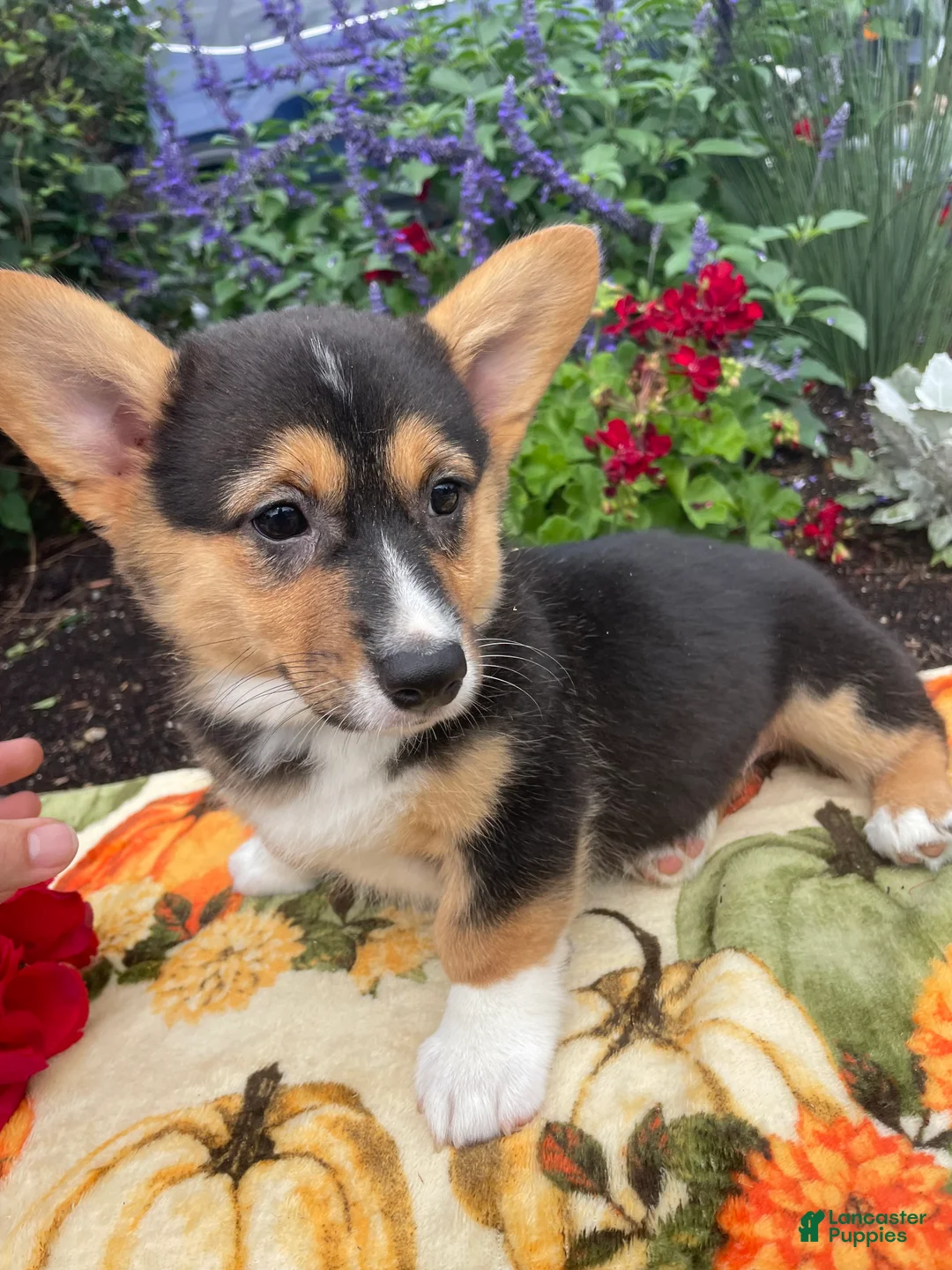 Welsh Corgi Pembroke dogs for sale: Holly - Ad 3