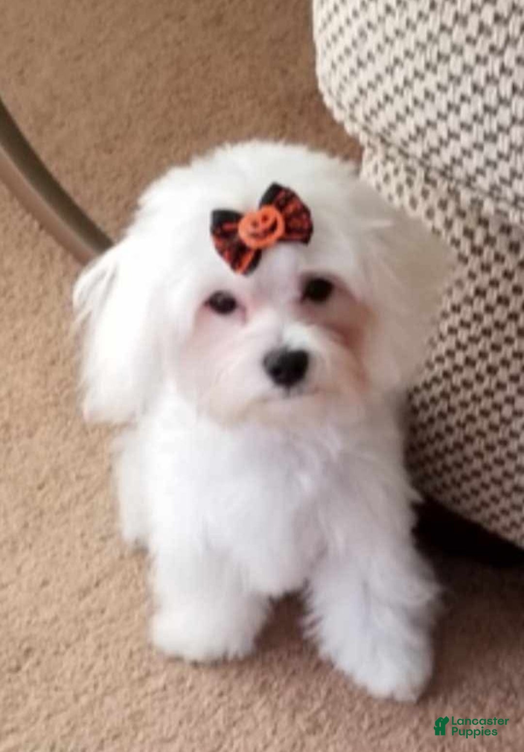 Maltipoo dogs for sale: Milton  - Ad 2