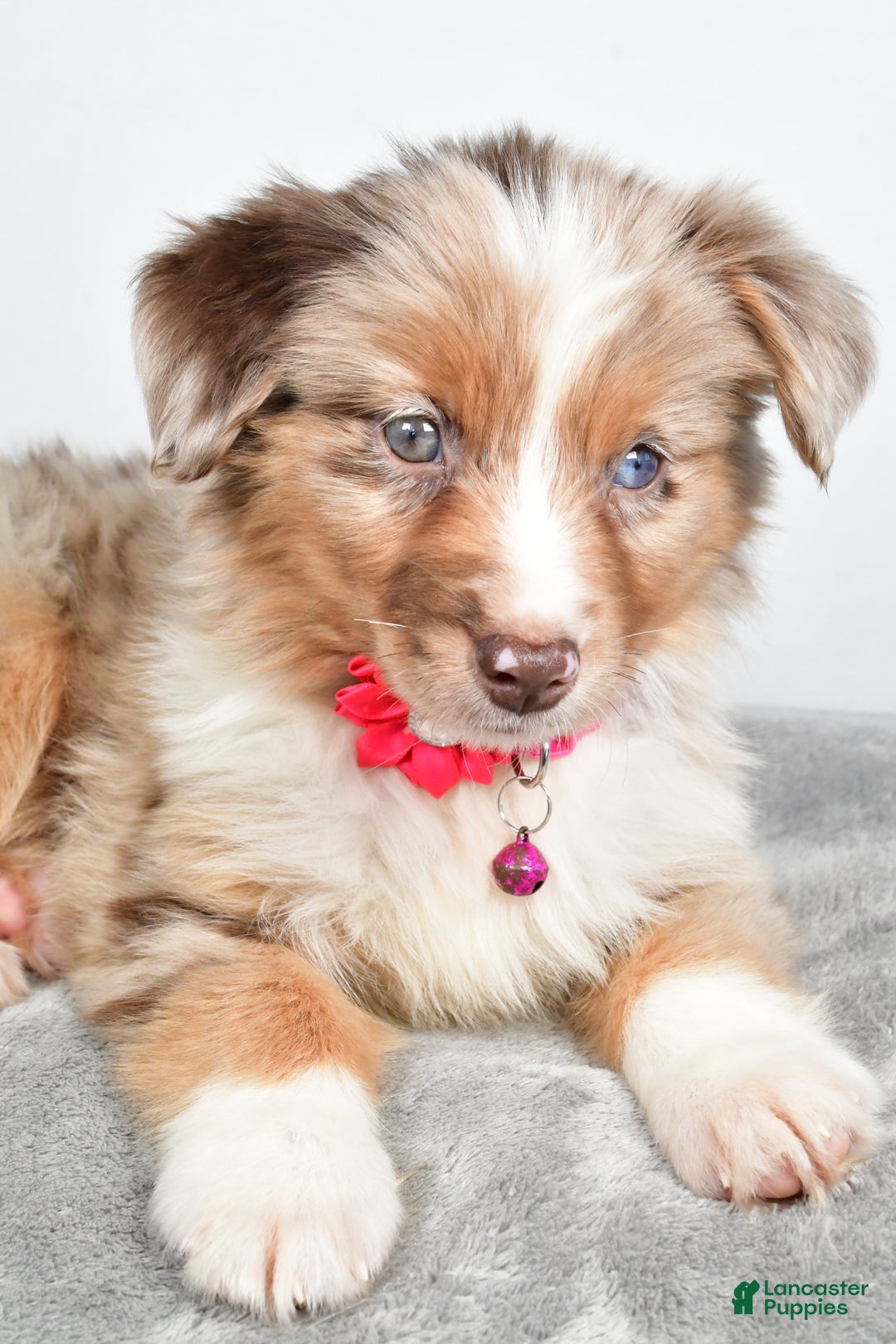 Miniature Australian Shepherd dogs for sale: June - Ad 7