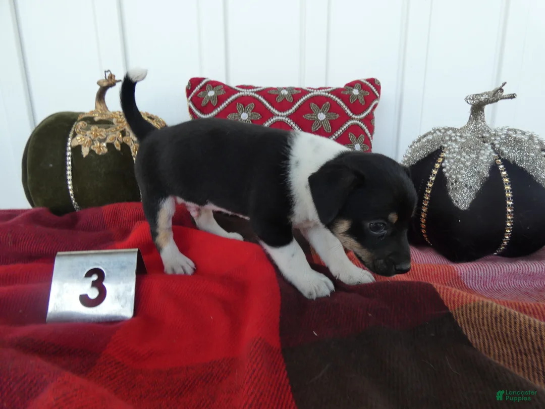 Chihuahua dogs for sale: Chihuahua 3 Ryder - Ad 2