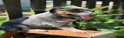Australian Cattle Dog dogs for sale: Chloe - Ad 4
