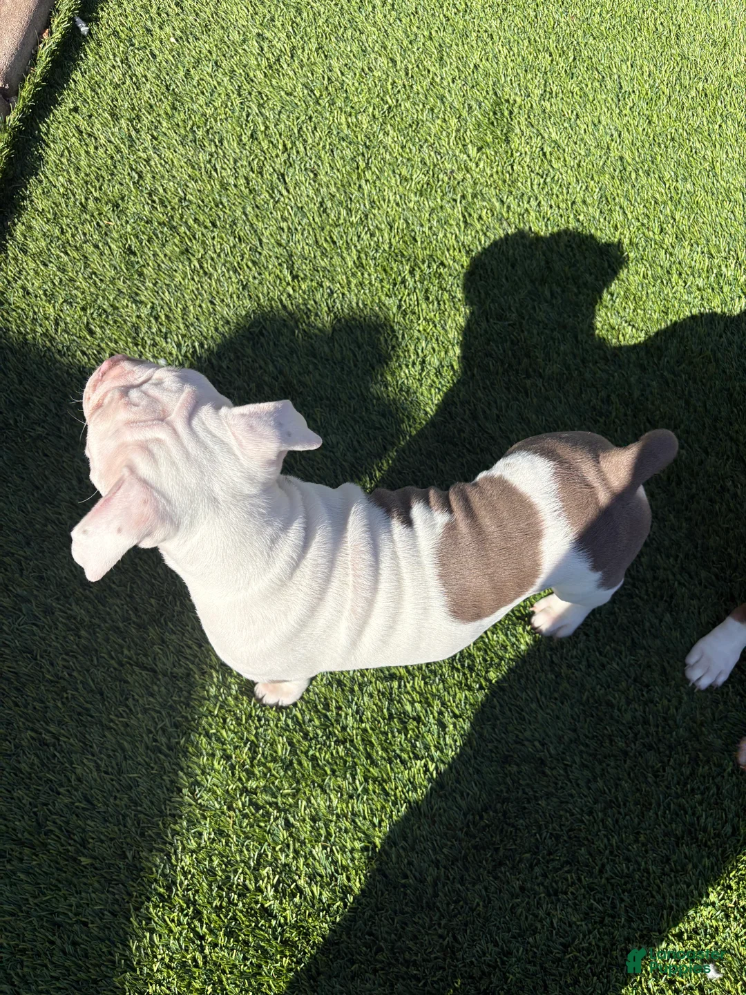 Olde English Bulldogge dogs for sale: Olde English Bulldogge Puppy 4 - Ad 6