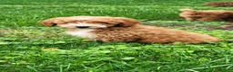 Mini Goldendoodle dogs for sale: Roxy - Ad 16
