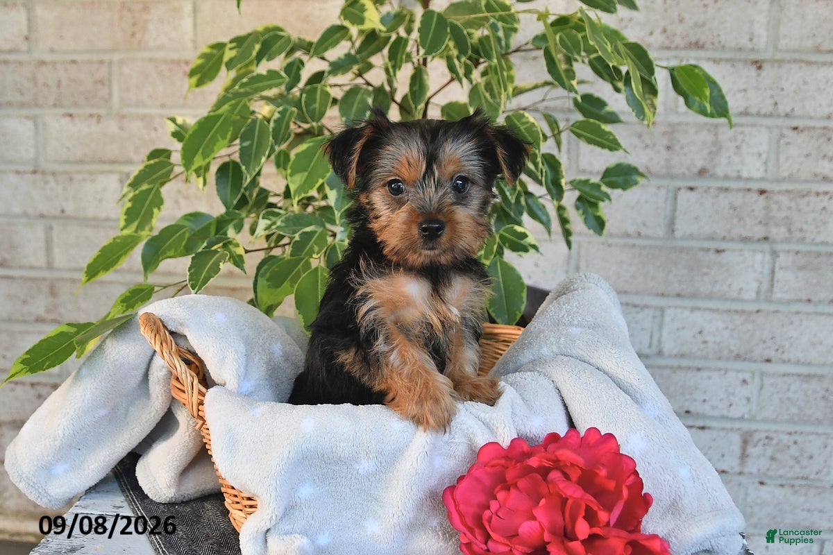 Yorkshire Terrier dogs Nacho - Ad 1