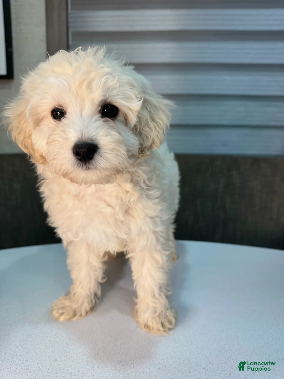 Toy Poodle dogs for sale: Milo - Ad 2