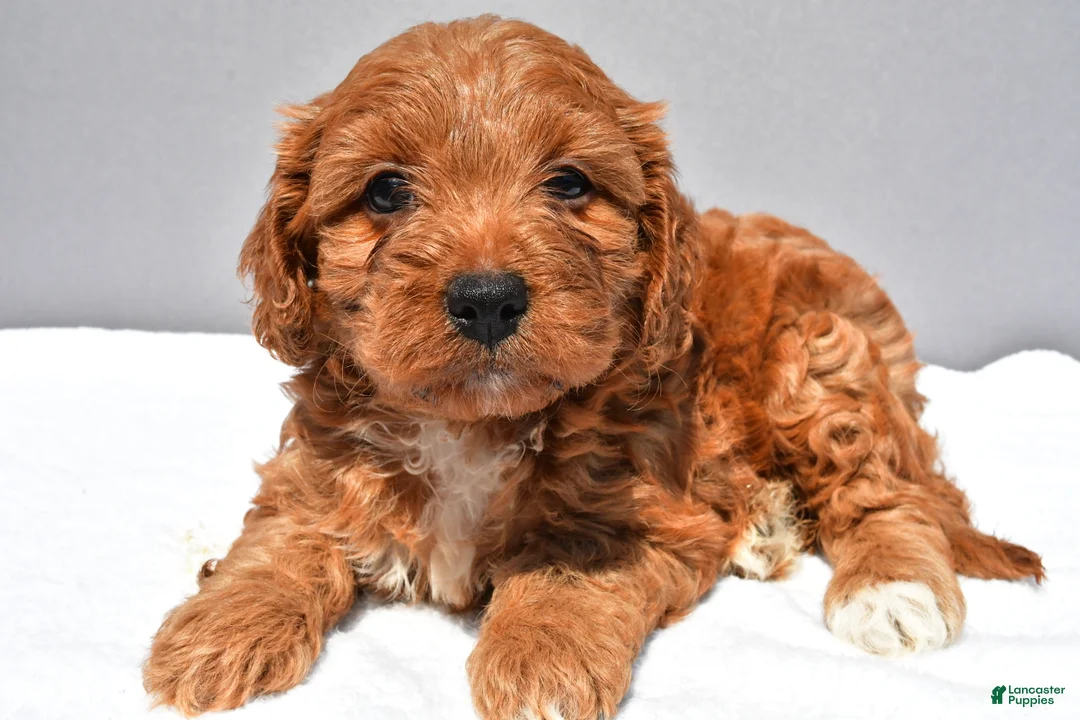 Cavapoo dogs for sale: Elle - Ad 1
