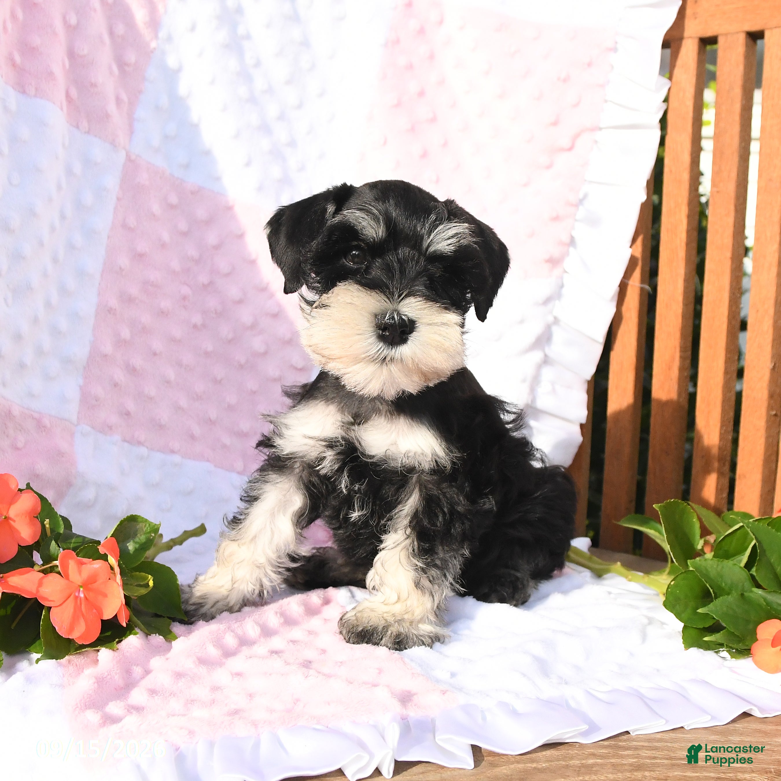 Schnauzer dogs Taylor - Ad 2