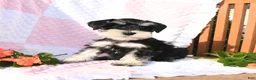 Schnauzer dogs for sale: Taylor - Ad 2