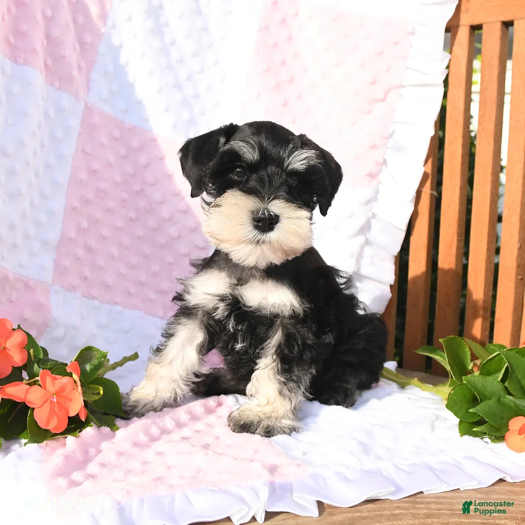 Schnauzer dogs for sale: Taylor - Ad 2