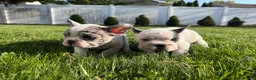 French Bulldog dogs for sale: Grizzly - Ad 4