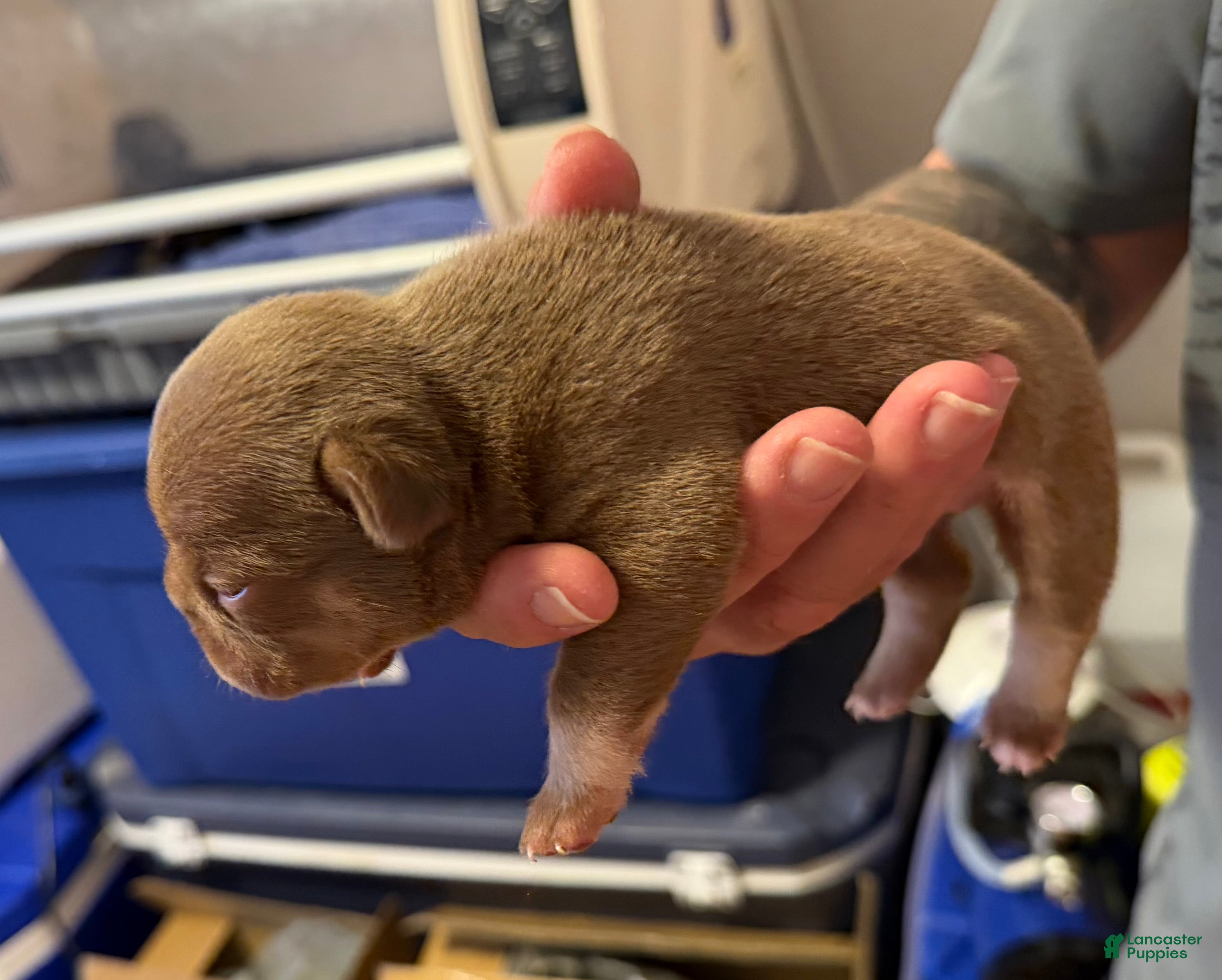 French Bulldog dogs Cappuccino - Ad 2