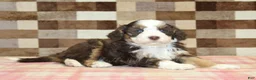 Mini Bernedoodle dogs for sale: Hank - Ad 2
