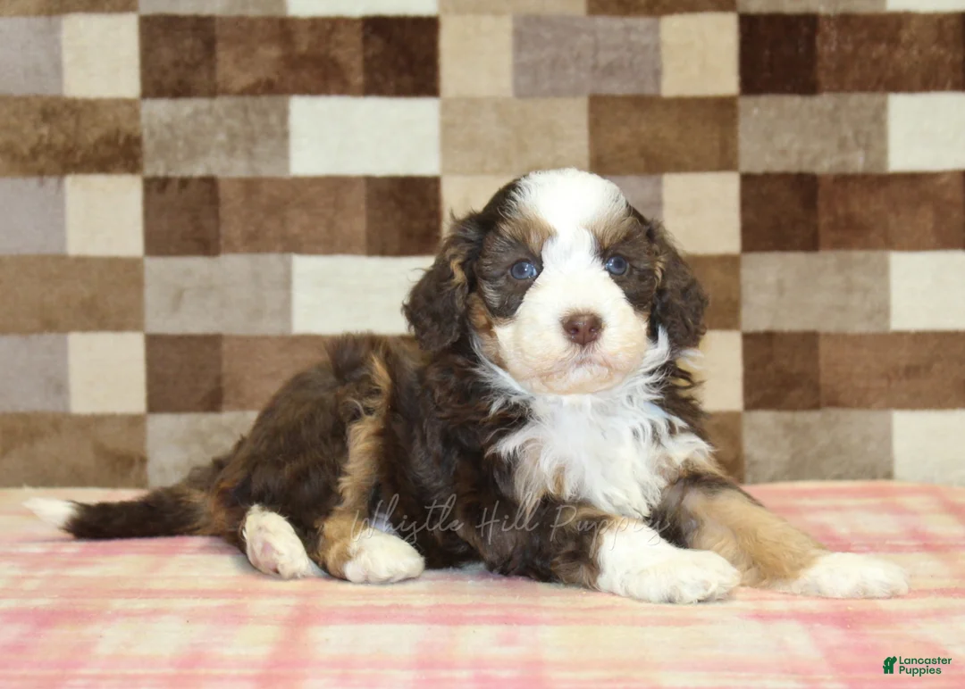 Mini Bernedoodle dogs for sale: Hank - Ad 2