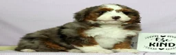 Mini Bernedoodle dogs for sale: Lilly - Ad 6