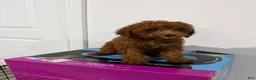 Toy Poodle dogs for sale: Maple - Ad 4