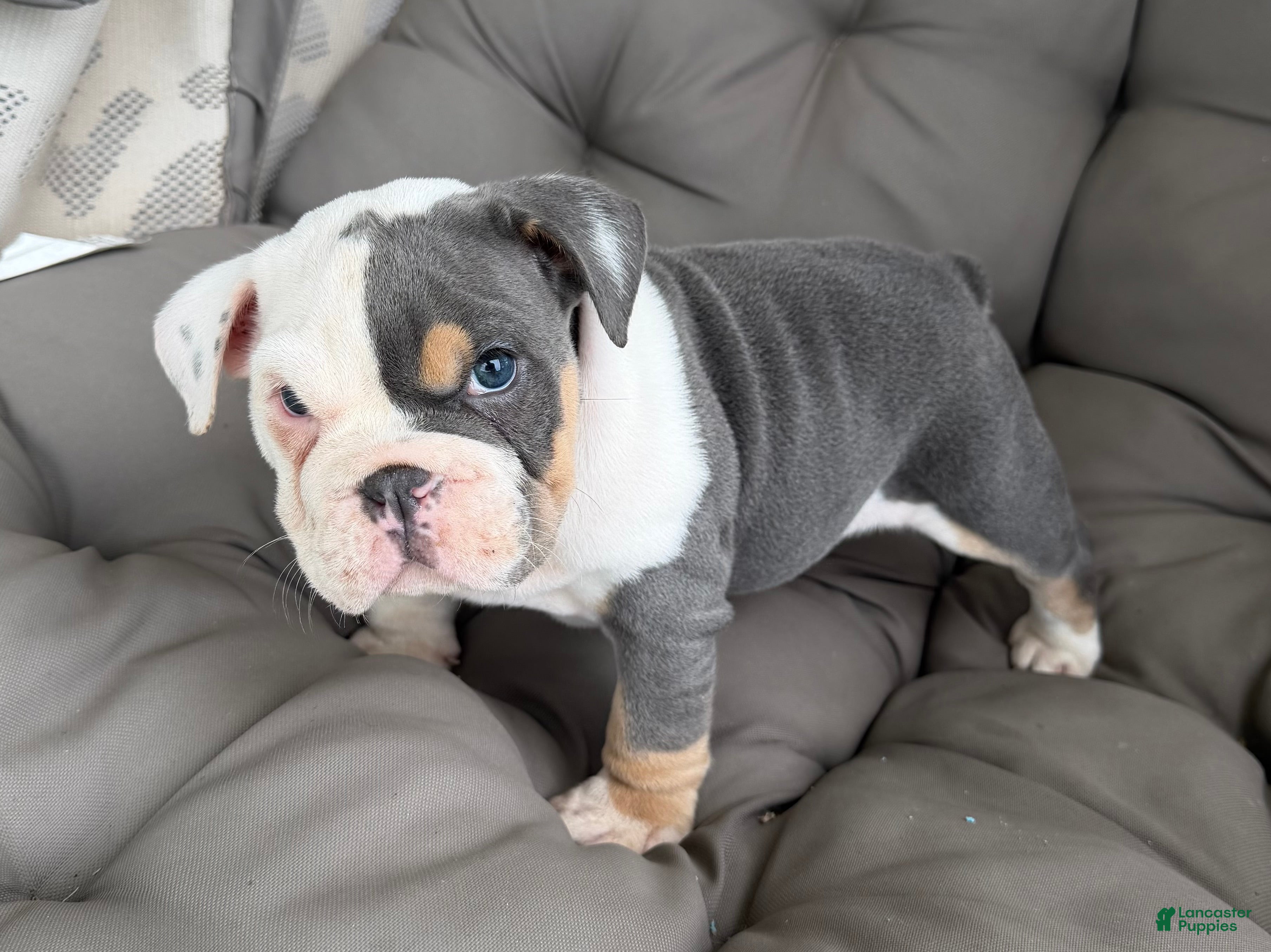 English Bulldog dogs liam- TAKE HOME TODAY - Ad 3