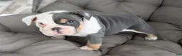English Bulldog dogs for sale: liam- TAKE HOME TODAY - Ad 1