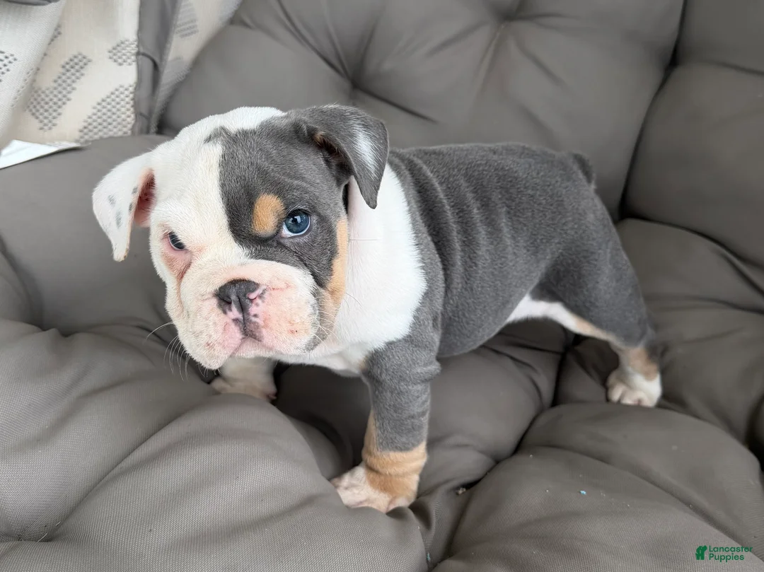 English Bulldog dogs for sale: liam- TAKE HOME TODAY - Ad 1