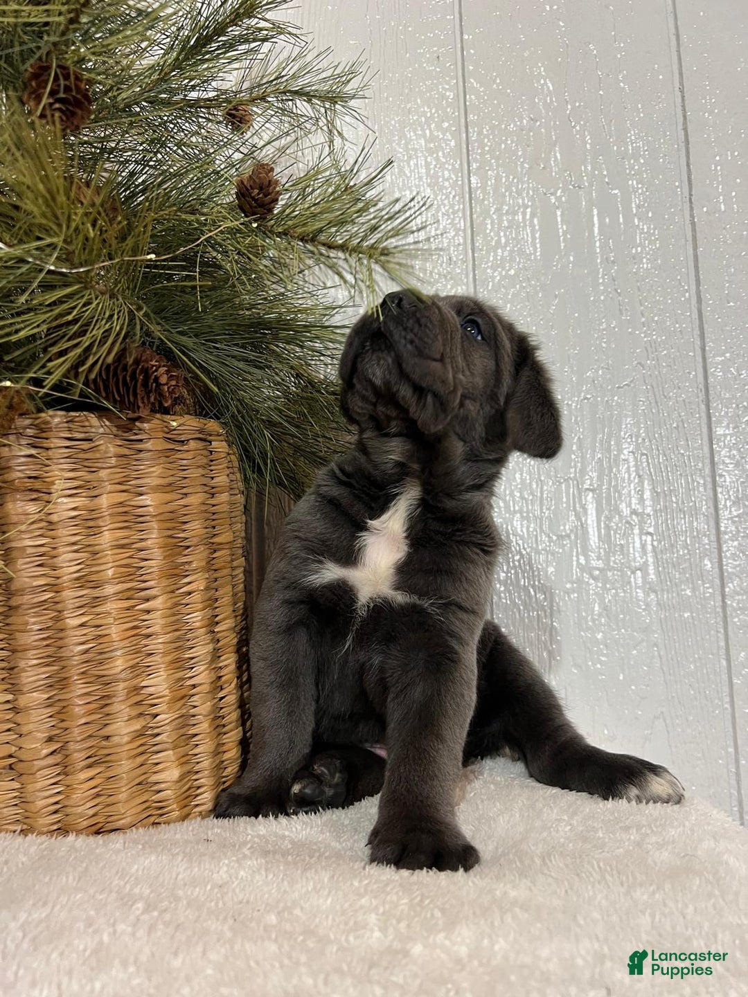 Cane Corso dogs for sale: Duke - Ad 2