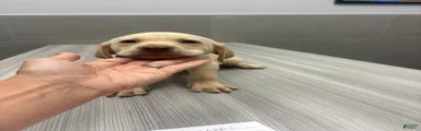 Labrador Retriever 2