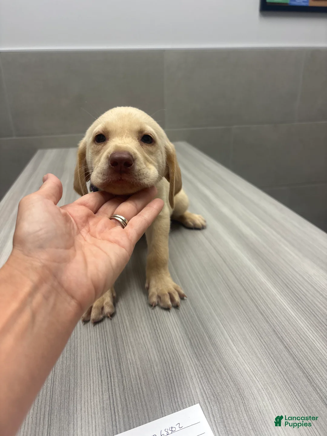 Labrador Retriever dogs for sale: Labrador Retriever 2 - Ad 1