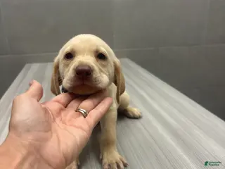Labrador Retriever dogs Labrador Retriever 2 - Ad 35