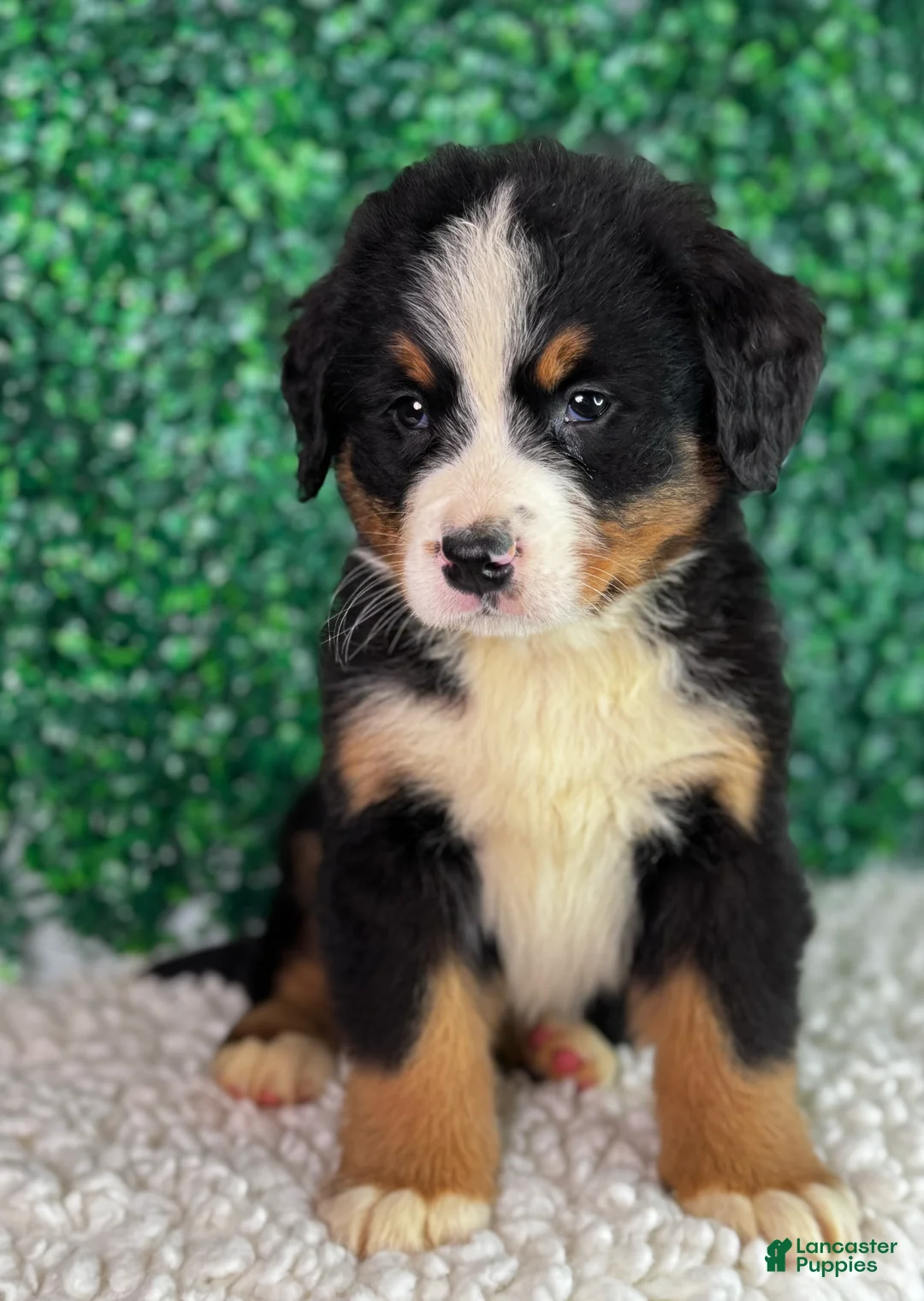 Bernese Mountain Dog dogs for sale: Hunter  - Ad 6