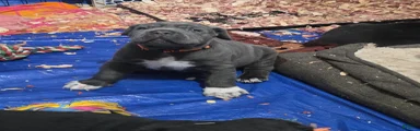 Zues