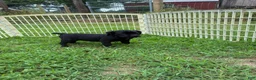 Cane Corso dogs for sale: Cane Corso Puppy 10 - Ad 6