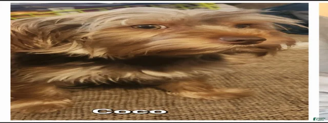 Coco