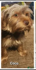Coco
