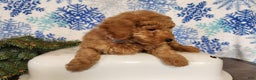 Mini Goldendoodle dogs for sale: Houston - Ad 15